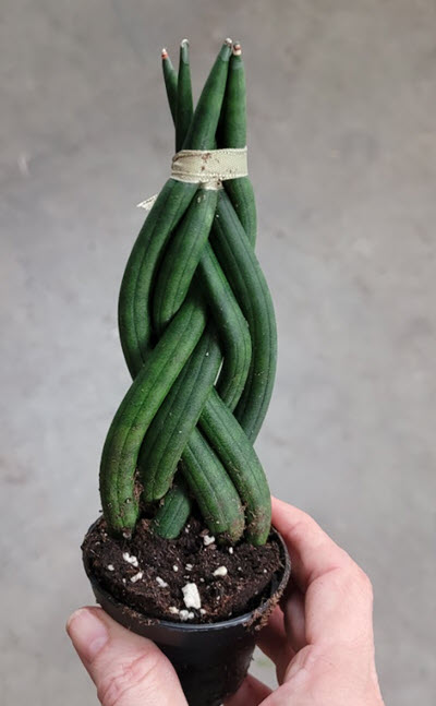 2.5" Sansevieria Cylindrical Braided Dragon Fingers